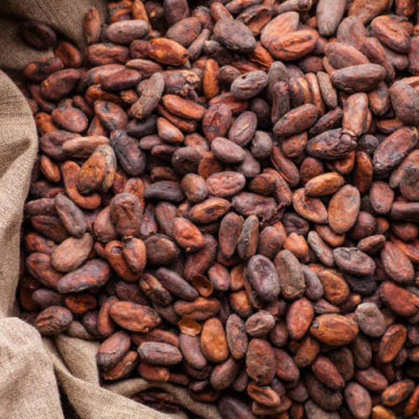 Fermented Cocoa Beans