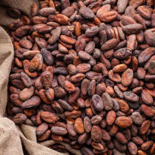 Fermented Cocoa Beans